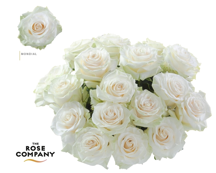 <h4>Rosa Ec Mondial</h4>