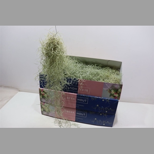 Till Usneoides