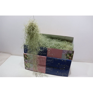 Till Usneoides