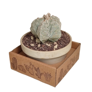 ASTROPHYTUM ONZUKA - COLLECTION - WHITE BASALT POT Ø 15 IN CARDBOARD BOX (CACTUS)