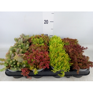 Sedum   ...