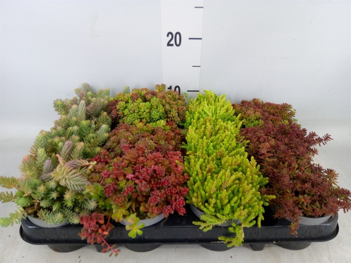 <h4>Sedum   ...</h4>