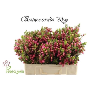CHAMECORDIA REY