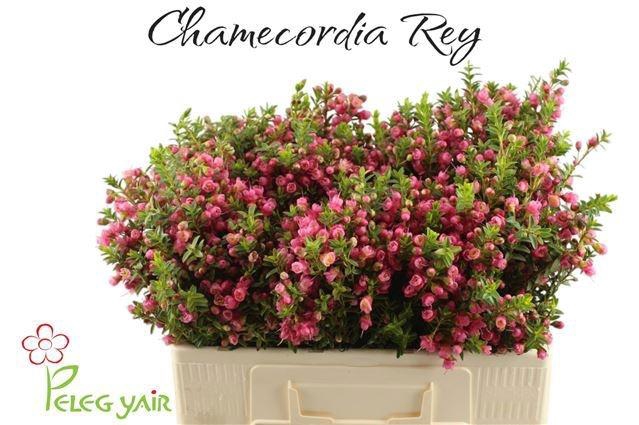 <h4>CHAMECORDIA REY</h4>