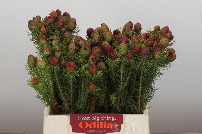 <h4>LEUCAD TERETIFOLIUM</h4>