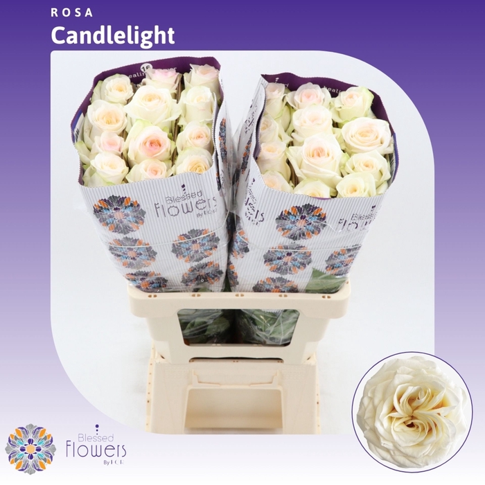 <h4>Rosa gr Candlelight Garden White</h4>