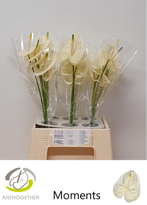 <h4>Anthurium Moments</h4>