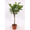 Ficus Lyrata stam