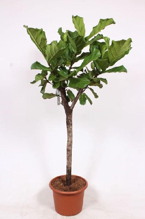 <h4>Ficus Lyrata stam</h4>