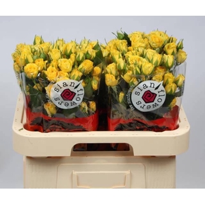 R TR GOLDEN BLOSSOMS