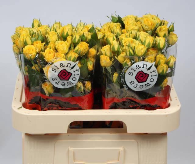 <h4>R TR GOLDEN BLOSSOMS</h4>