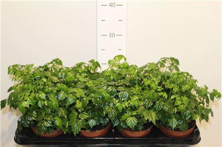 <h4>Radermachera Sinica</h4>