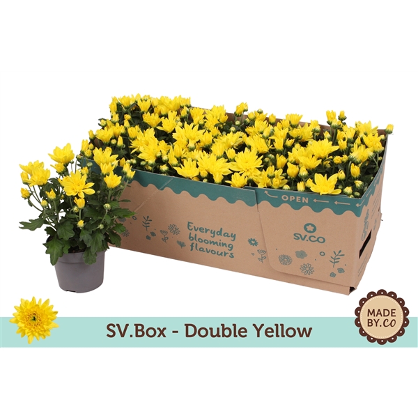 Chrysant Double Yellow in SV.Box