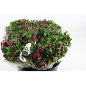 Anem Marianne Orchid