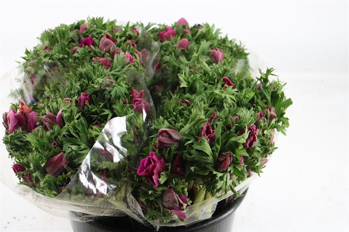 <h4>Anem Marianne Orchid</h4>