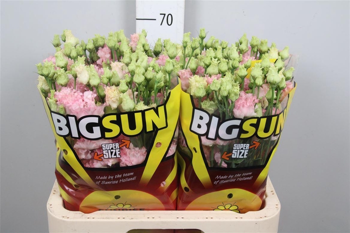 <h4>Eus G Alissa Pink (x40)</h4>