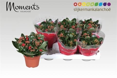 <h4>KAL GE SECRET RED</h4>