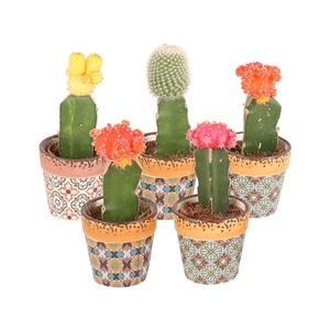 Cactus mix Ø8,5cm in Ø10,0cm Ceramic Mosaic