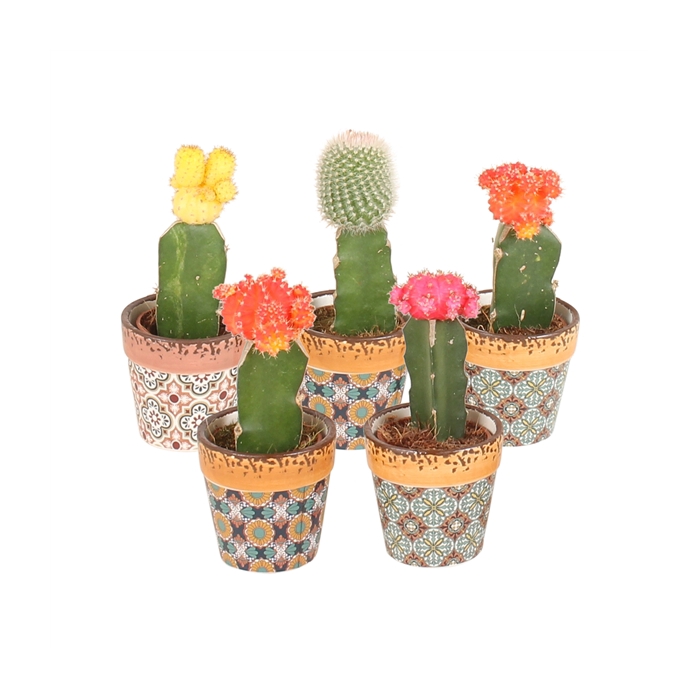 <h4>Cactus mix Ø8,5cm in Ø10,0cm Ceramic Mosaic</h4>