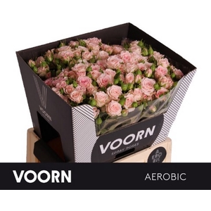 R Tr Aerobic Voorn