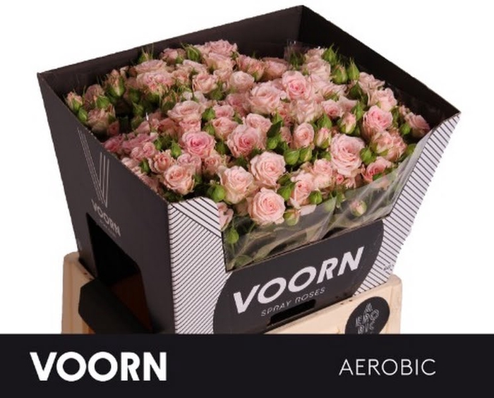 R Tr Aerobic Voorn