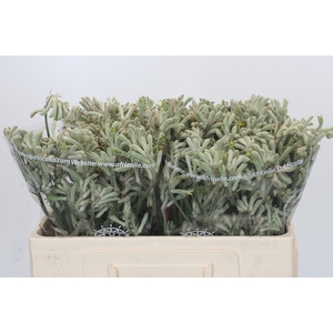 Anigozanthos Cape Gray Moss