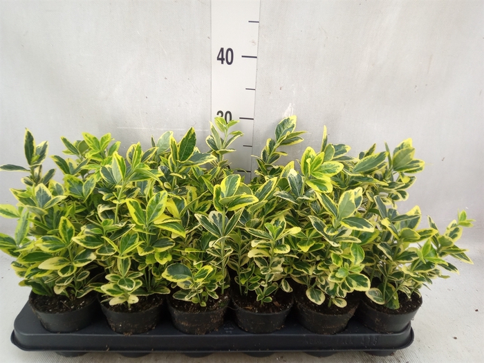 <h4>Euonymus japon. 'Ovatus Aureus'</h4>