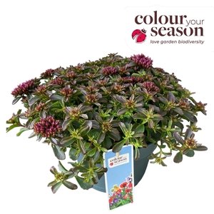Sedum Spot On pink P19