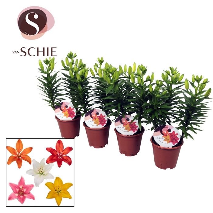 <h4>Lilium</h4>