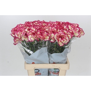 Dianthus St Supersic
