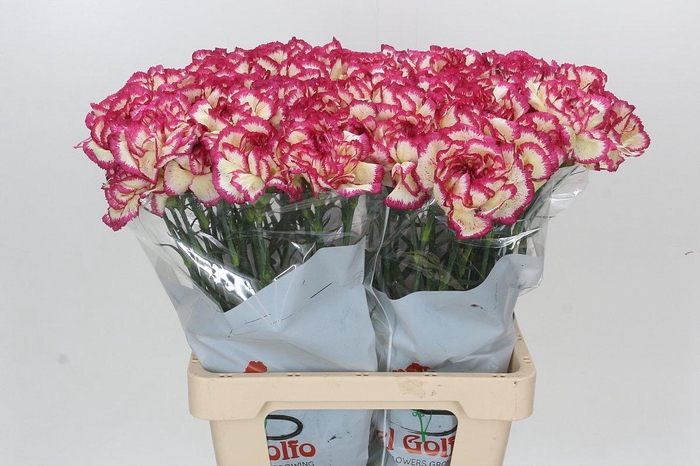 <h4>Dianthus St Supersic</h4>