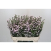 Aster Baby Pink Pearl