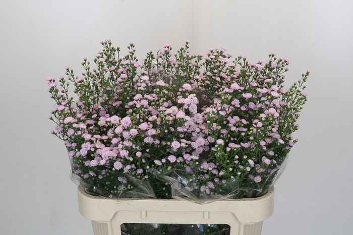 Aster Baby Pink Pearl