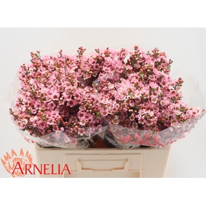 Chamelaucium Sarah's Delight