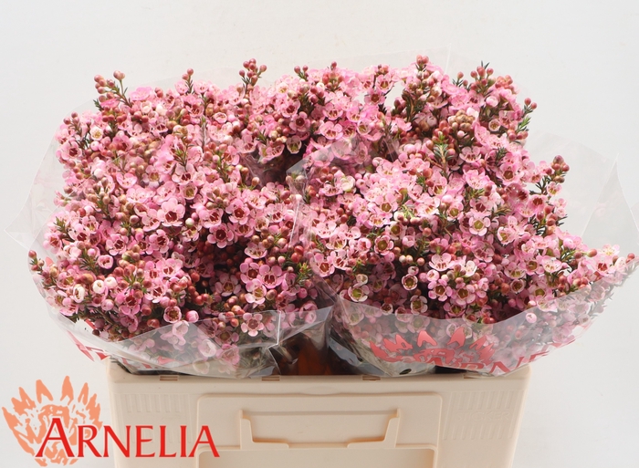 <h4>Chamelaucium Sarah's Delight</h4>