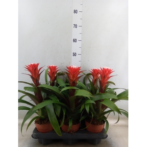 Guzmania  'Hope'