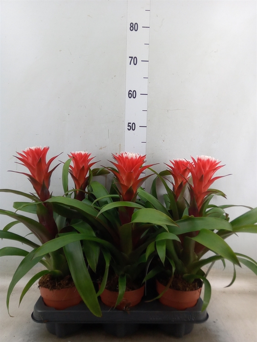 <h4>Guzmania  'Hope'</h4>