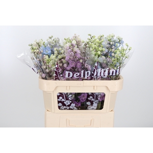 Delphinium El Gemengd