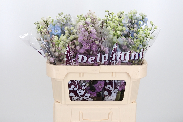 <h4>Delphinium El Gemengd</h4>
