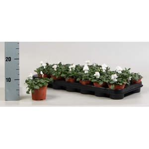 Viola corn. 'Evo Mini White'