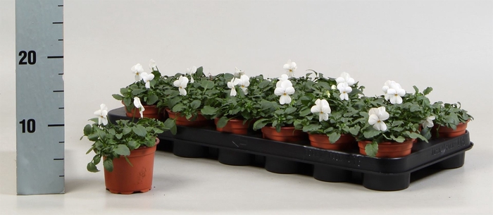 <h4>Viola corn. 'Evo Mini White'</h4>