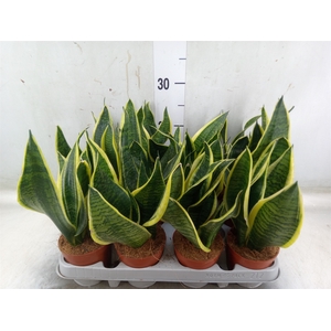 Sansevieria trifa. 'Futura Superba'
