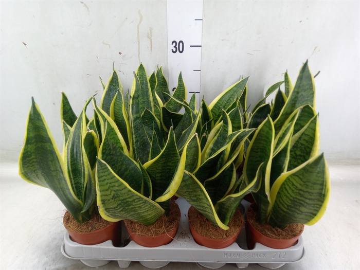 <h4>Sansevieria trifa. 'Futura Superba'</h4>