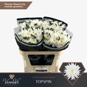 Chrysanten Chr G Topspin