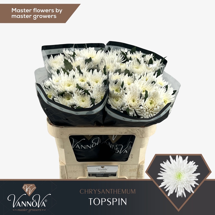 <h4>Chrysanten Chr G Topspin</h4>