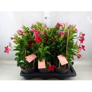 Mandevilla  'Sundavil Red'