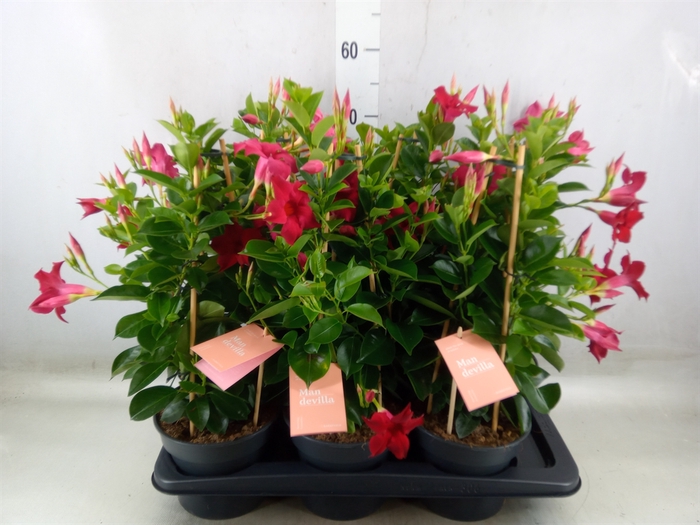 <h4>Mandevilla  'Sundavil Red'</h4>