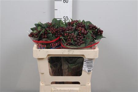 <h4>Hyp Globo Burgundy</h4>