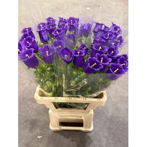 Campanula Blue