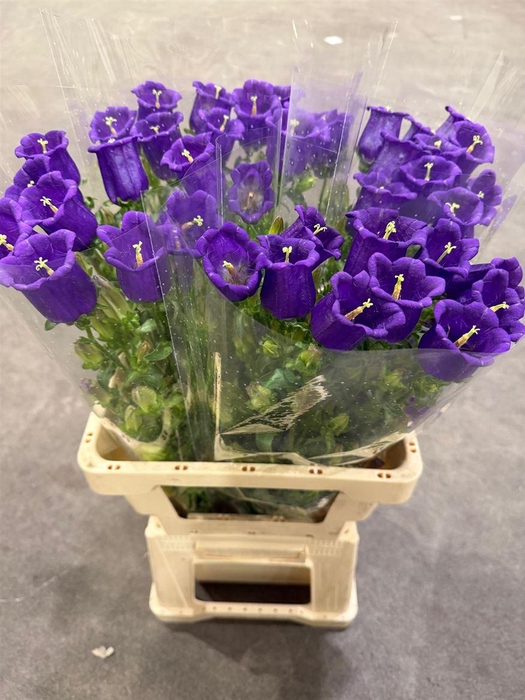 <h4>Campanula Blue</h4>